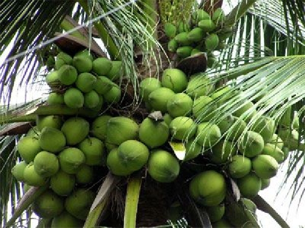 Cocotiers à Ben Tre 